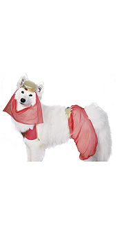 Pet costume Harem Dog