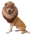 Lion Dog Costume